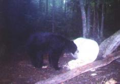 Trail Cam Photos 5