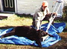 Black Bear Hunting 18