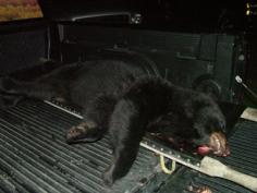 Black Bear Hunting 21