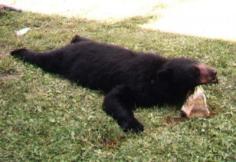 Black Bear Hunting 25