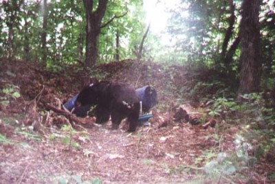 Trail Cam Photos 1