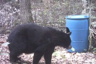 Trail Cam Photos 2