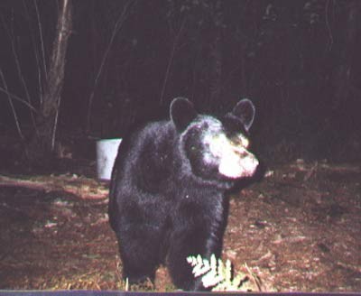 Trail Cam Photos 6