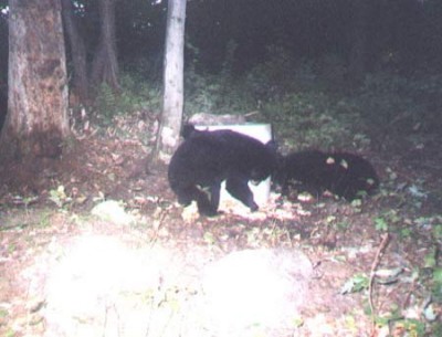 Trail Cam Photos 7