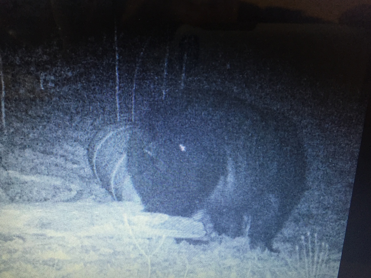 Trail Cam Photos 8